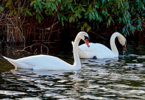 Discover the Wonders of Birdwatching in the Jungle